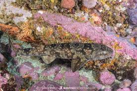 Image result for Haploblepharus pictus