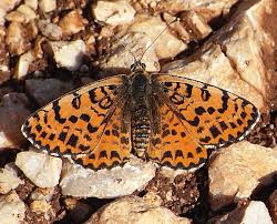 Attēlu rezultāti vaicājumam “Melitaea didyma”