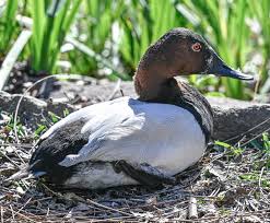 Image result for Aythya valisineria