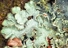 Attēlu rezultāti vaicājumam “Punctelia subrudecta”