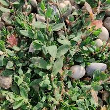 Attēlu rezultāti vaicājumam “Polygonum arenastrum leaf”