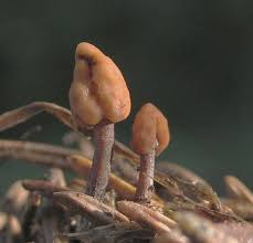 Attēlu rezultāti vaicājumam “Heyderia abietis”