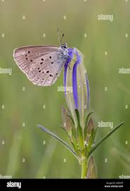 Attēlu rezultāti vaicājumam “Maculinea alcon”