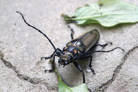 Attēlu rezultāti vaicājumam “Craterium leucocephalum var. scyphoides stalked”