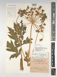 Attēlu rezultāti vaicājumam “Heracleum”