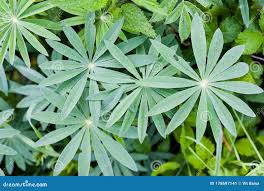 Attēlu rezultāti vaicājumam “Lupinus polyphyllus leaf”