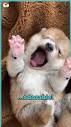 Puppies Yawning Is Incredibly Cute!! | puppy | Puppies Yawning Is ...
