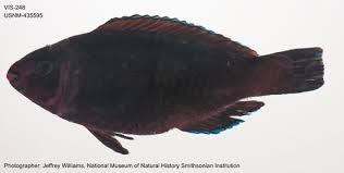 Image result for Scarus niger