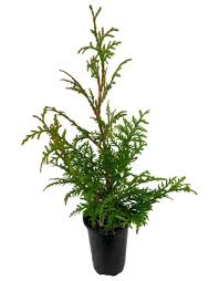 Attēlu rezultāti vaicājumam “Thuja plicata”