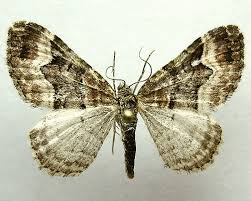 Attēlu rezultāti vaicājumam “Xanthorhoe biriviata”