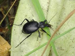 Attēlu rezultāti vaicājumam “Cychrus caraboides”