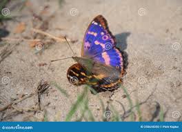 Attēlu rezultāti vaicājumam “Lycaena hippothoe male”