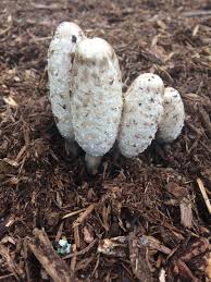 Image result for coprinus