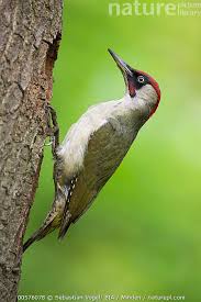Attēlu rezultāti vaicājumam “Picus viridis nest”