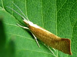 Attēlu rezultāti vaicājumam “Ypsolophidae”