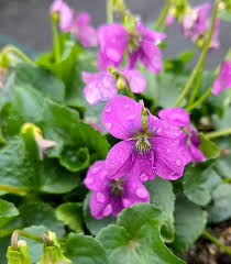 Attēlu rezultāti vaicājumam “Viola sororia”