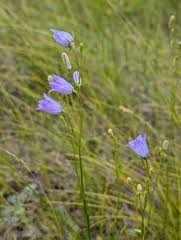 Image result for Campanula moesiaca