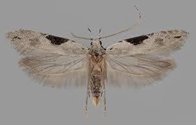 Attēlu rezultāti vaicājumam “Hypatima rhomboidella”