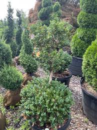 Attēlu rezultāti vaicājumam “Buxus sempervirens”