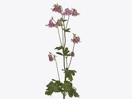 Attēlu rezultāti vaicājumam “Aquilegia vulgaris leaf”