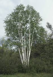 Attēlu rezultāti vaicājumam “Betula papyrifera”