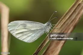 Attēlu rezultāti vaicājumam “Leptidea sinapis”