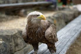 Image result for Haliaeetus albicilla