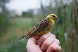 Attēlu rezultāti vaicājumam “Emberiza citrinella juvenile”