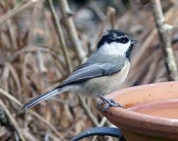 Image result for Poecile montana