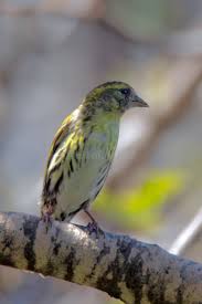 Attēlu rezultāti vaicājumam “Carduelis spinus female”