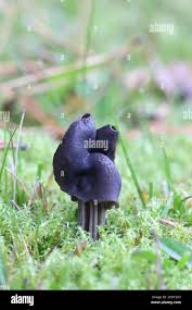 Attēlu rezultāti vaicājumam “Helvella lacunosa”