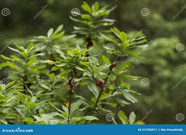 Attēlu rezultāti vaicājumam “Daphne mezereum leaf”