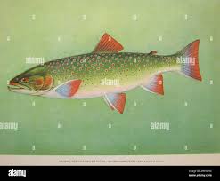 Image result for Salvelinus malma