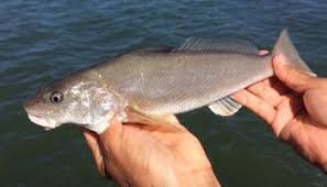 Image result for Menticirrhus littoralis