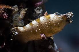 Image result for Haploblepharus edwardsii