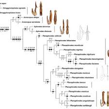 Attēlu rezultāti vaicājumam “Planaphrodes sp.”