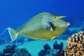 Image result for Naso unicornis