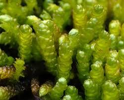 Attēlu rezultāti vaicājumam “Pseudotaxiphyllum elegans macro”