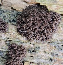 Attēlu rezultāti vaicājumam “Siphoptychium violaceum spores”