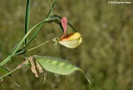 Attēlu rezultāti vaicājumam “Lathyrus pratensis fruit”