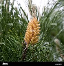 Attēlu rezultāti vaicājumam “Pinus pumila male flower”