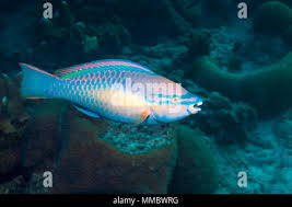 Image result for Scarus taeniopterus