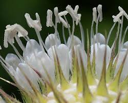 Image result for Dipsacus laciniatus