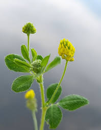 Attēlu rezultāti vaicājumam “Medicago lupulina bud”