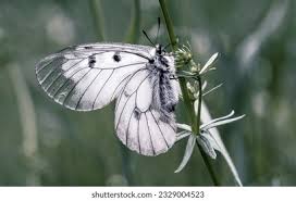 Attēlu rezultāti vaicājumam “Parnassius mnemosyne upperside”