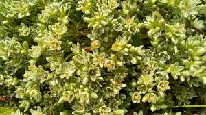 Attēlu rezultāti vaicājumam “Scleranthus perennis flower”