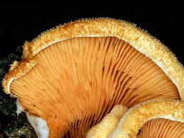 Attēlu rezultāti vaicājumam “Phyllotopsis nidulans”