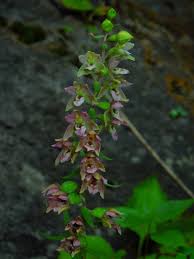 Attēlu rezultāti vaicājumam “Epipactis helleborine fruit”