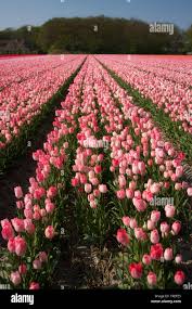 Attēlu rezultāti vaicājumam “Tulipa gesneriana”