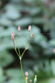 Attēlu rezultāti vaicājumam “Lapsana communis bud”